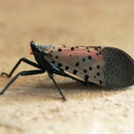Is the Spotted Lanternfly Harming Your Property?